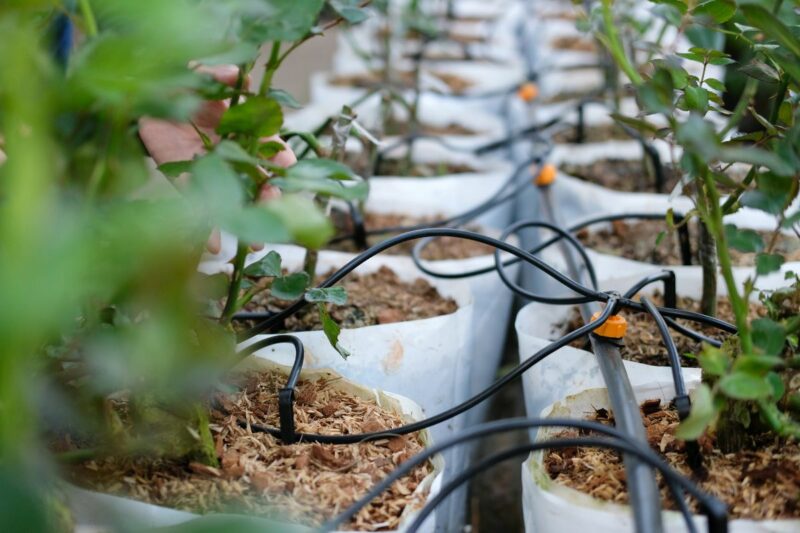 plastic pots and watering systems used in plant production